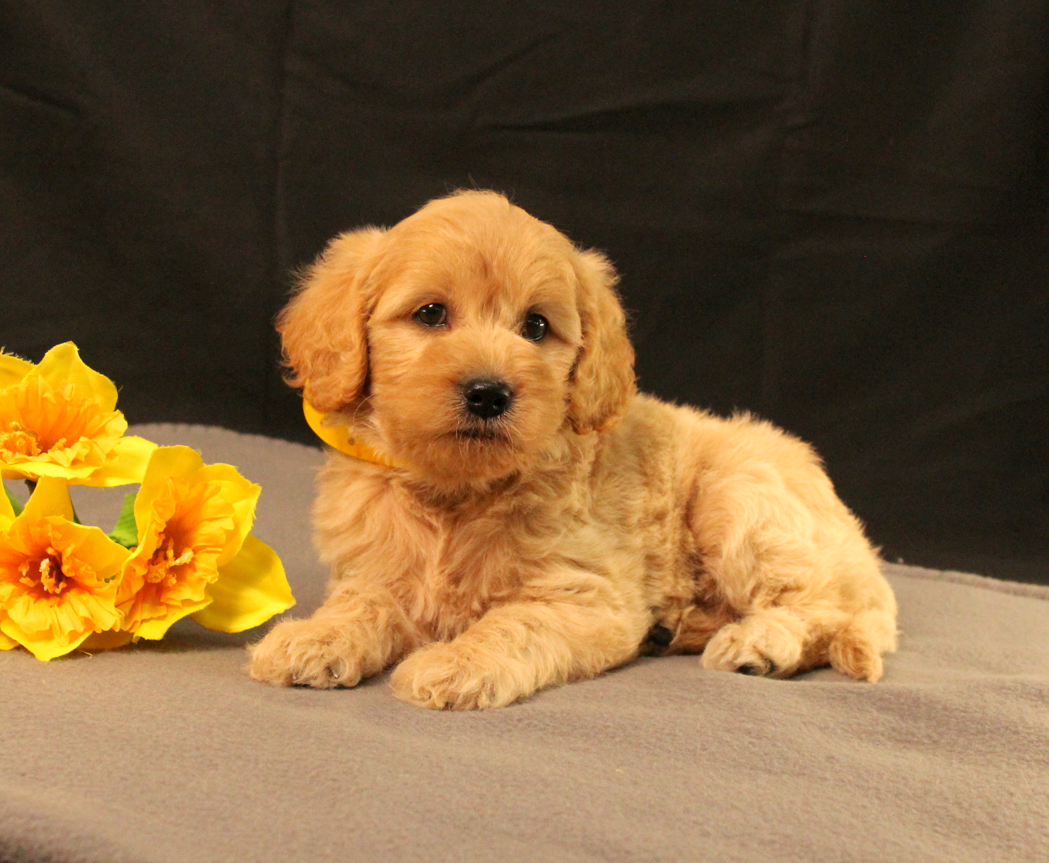 puppy, for, sale, Mini Goldencavadoodles, Ivan J. Stoltzfus, dog, breeder, Dornsife, PA, dog-breeder, puppy-for-sale, forsale, nearby, find, puppyfind, locator, puppylocator, aca